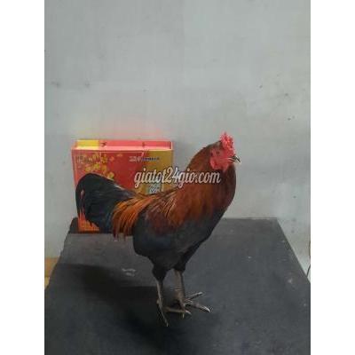 Gà Huyện Hóc Môn - Hồ Chí Minh Tơ Que Nhỏ Kg Gà Huyện Hóc Môn - Hồ Chí Minh Tơ Que Nhỏ Kg