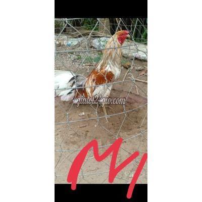 Gà Huyện Củ Chi - Hồ Chí Minh Bướm Siu Mỹ 2k850 Và Một Số Gà. Gà Huyện Củ Chi - Hồ Chí Minh Bướm Siu Mỹ 2k850 Và Một Số Gà.