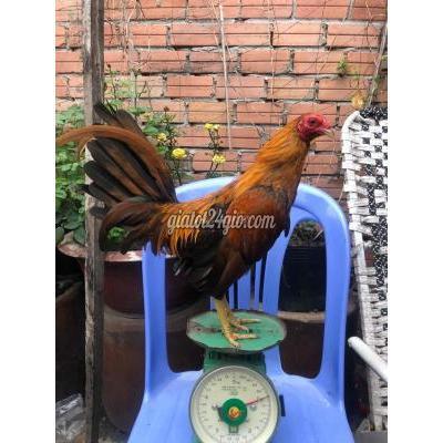 Gà Huyện Hóc Môn - Hồ Chí Minh Tre Siu My Rặc Gà Huyện Hóc Môn - Hồ Chí Minh Tre Siu My Rặc