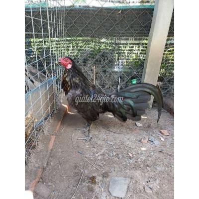 gà huyện củ chi - hồ chí minh | hatch mug 1.3 kg quẹo ...