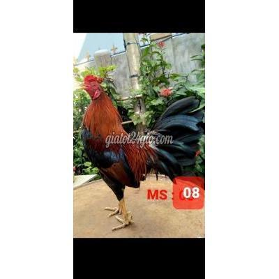 Gà Quận 12 - Hồ Chí Minh Asil Mỹ 1k050 G ( Gà Mẻ Nguyên Zin...có Clip Xổ ) Gà Quận 12 - Hồ Chí Minh Asil Mỹ 1k050 G ( Gà Mẻ Nguyên Zin...có Clip Xổ )