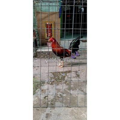 Gà Quận Bình Tân - Hồ Chí Minh Asil Kelso 1kg320 Tiền Khá Gà Quận Bình Tân - Hồ Chí Minh Asil Kelso 1kg320 Tiền Khá