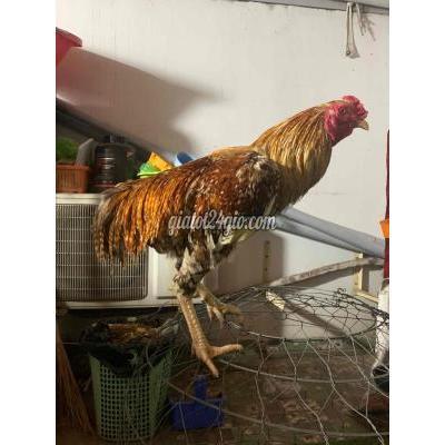Gà Quận 12 - Hồ Chí Minh Gà Cú Nồi Thay Long 06 Gà Quận 12 - Hồ Chí Minh Gà Cú Nồi Thay Long 06