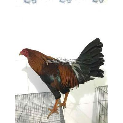 gà huyện bình chánh - hồ chí minh | gl hoặc bán xanh 2kg1 ...