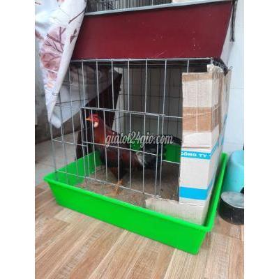 Gà Quận 8 - Hồ Chí Minh Điều Đỏ Asiu Mỹ 1k280 Gà Quận 8 - Hồ Chí Minh Điều Đỏ Asiu Mỹ 1k280