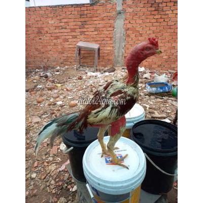Gà Quận 8 - Hồ Chí Minh Gà Đòn Hoai Ân Bình Đinhp Gà Quận 8 - Hồ Chí Minh Gà Đòn Hoai Ân Bình Đinhp