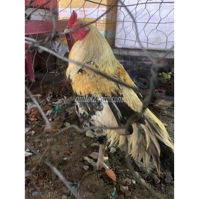 Gà Thành Phố Thủ Đức - Hồ Chí Minh Chuối Chín 3kg3 Song Nhiệm Vụ Cần Ra Đi Lấy Giống Gà Thành Phố Thủ Đức - Hồ Chí Minh Chuối Chín 3kg3 Song Nhiệm Vụ Cần Ra Đi Lấy Giống