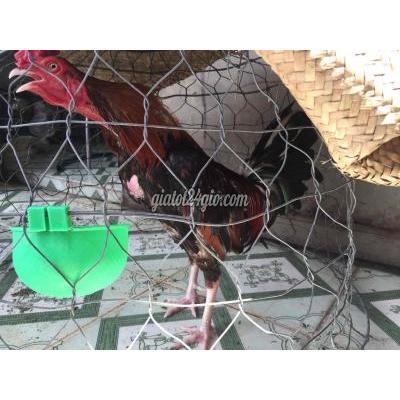 Gà Quận Tân Phú - Hồ Chí Minh Gà Điều Gà Quận Tân Phú - Hồ Chí Minh Gà Điều