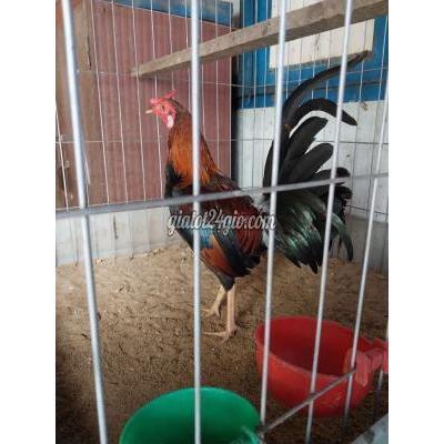 gà huyện hóc môn - hồ chí minh | gà tơ 7th ...