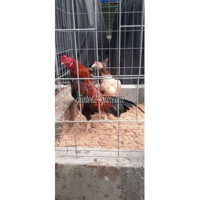 gà quận bình thạnh - hồ chí minh | cặp nọc siu ...