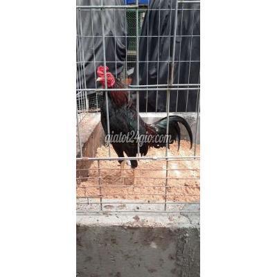 gà quận bình thạnh - hồ chí minh | tre siu bobby 10 ...