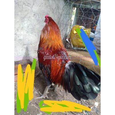 gà huyện củ chi - hồ chí minh | về quê thanh lý gà nòi 3kg bao ...