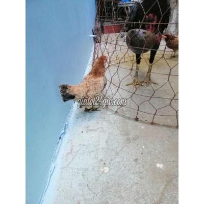 Gà Thành Phố Thủ Đức - Hồ Chí Minh 2 Mái Tre Bắc Gà Thành Phố Thủ Đức - Hồ Chí Minh 2 Mái Tre Bắc