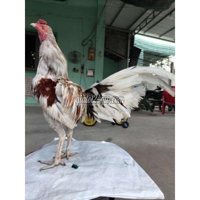 gà huyện củ chi - hồ chí minh | xám bướm ngũ sắc ...