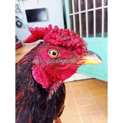 gà huyện bình chánh - hồ chí minh | xanh điều ...