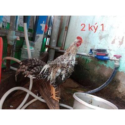 Gà Huyện Bình Chánh - Hồ Chí Minh Gà Thái Trạng 3 Ký Gà Huyện Bình Chánh - Hồ Chí Minh Gà Thái Trạng 3 Ký