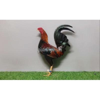 gà quận 11 - hồ chí minh | cuban nhập butfong ...