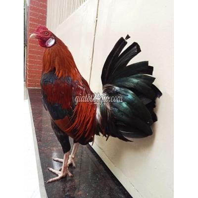 gà quận gò vấp - hồ chí minh | tơ zin 1 kg 2 điều chân ...