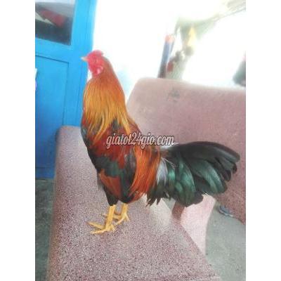 gà quận bình tân - hồ chí minh | gà 1ky1 ...