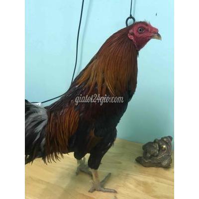 Gà Huyện Bình Chánh - Hồ Chí Minh Asil Kelso Em Này Hiện 1,9kg Gà Huyện Bình Chánh - Hồ Chí Minh Asil Kelso Em Này Hiện 1,9kg