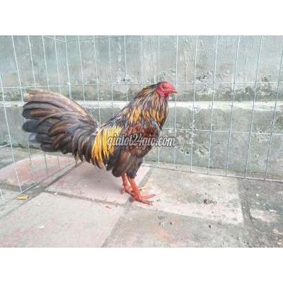 gà thị xã bình minh - vĩnh long | khétt asiu my ...