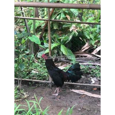 gà huyện trà ôn - vĩnh long | gà tre ...