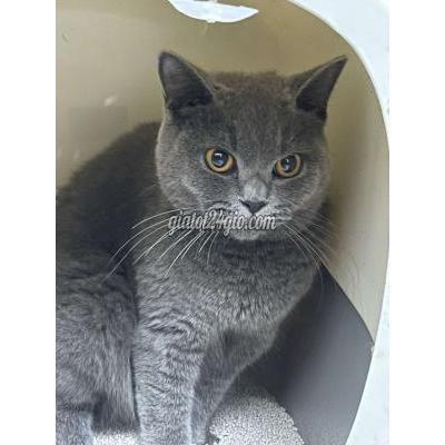 mèo thành phố bắc ninh - bắc ninh | mèo aln xanh xám, 1 ...