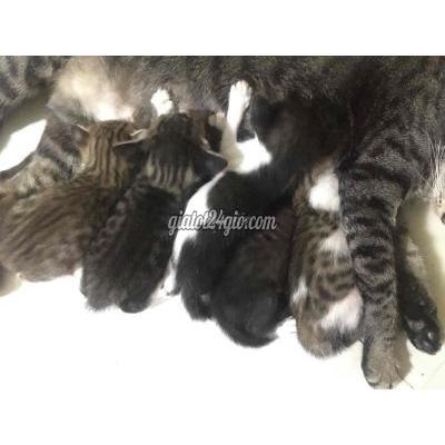 Mèo Thị Xã Tân Uyên - Bình Dương Mèo Thông Minh Quấn Chủ Giao Đến Tận Nơi Nhé Mèo Thị Xã Tân Uyên - Bình Dương Mèo Thông Minh Quấn Chủ Giao Đến Tận Nơi Nhé