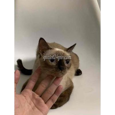 mèo quận ninh kiều - cần thơ | tìm nhà cho bé mèo ...