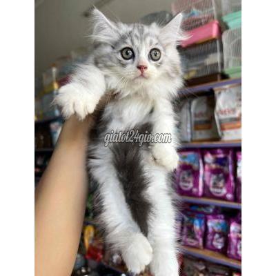 Mèo Thành Phố Buôn Ma Thuột - Đắk Lắk Mèo Anh Lông Dài Cute Mèo Thành Phố Buôn Ma Thuột - Đắk Lắk Mèo Anh Lông Dài Cute