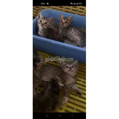 Mèo Quận Bắc Từ Liêm - Hà Nội Mèo Tabby Lai Mặt Tròn Vo Mèo Quận Bắc Từ Liêm - Hà Nội Mèo Tabby Lai Mặt Tròn Vo