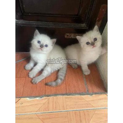 mèo quận long biên - hà nội | mèo aln ...