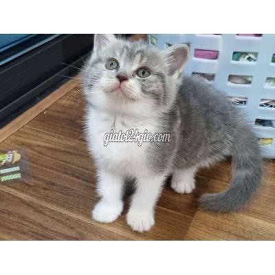 Mèo Quận Cầu Giấy - Hà Nội Mèo Anh Lông Ngắn Ngoan Nhà Nuôi Mèo Quận Cầu Giấy - Hà Nội Mèo Anh Lông Ngắn Ngoan Nhà Nuôi