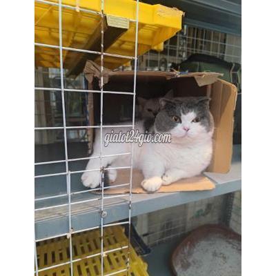 mèo quận đống đa - hà nội | đực giống ...