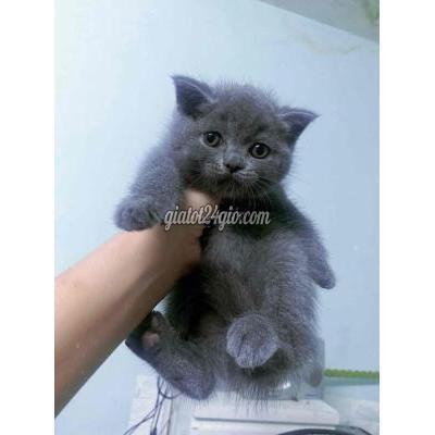 mèo quận nam từ liêm - hà nội | mèo anh lông ngắn xám xanh 2 tháng ...