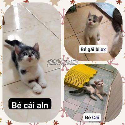 Mèo Quận Long Biên - Hà Nội Mèo Aln Nhà Đẻ Chỉ Từ 1tr Mèo Quận Long Biên - Hà Nội Mèo Aln Nhà Đẻ Chỉ Từ 1tr