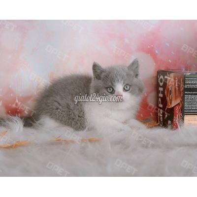 mèo quận hoàng mai - hà nội | mèo anh lông ngắn màu bicolor mũi ...