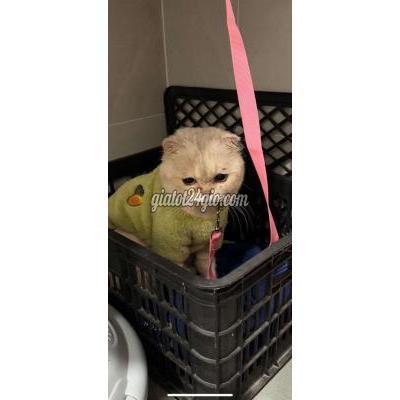 Mèo Thành Phố Thủ Đức - Hồ Chí Minh Cần Tìm Chủ Mới Mèo Thành Phố Thủ Đức - Hồ Chí Minh Cần Tìm Chủ Mới