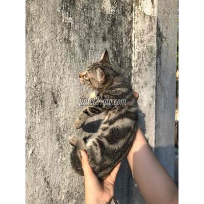 Mèo Thành Phố Thủ Đức - Hồ Chí Minh Mèo Tappy Sọc Dưa Mèo Thành Phố Thủ Đức - Hồ Chí Minh Mèo Tappy Sọc Dưa