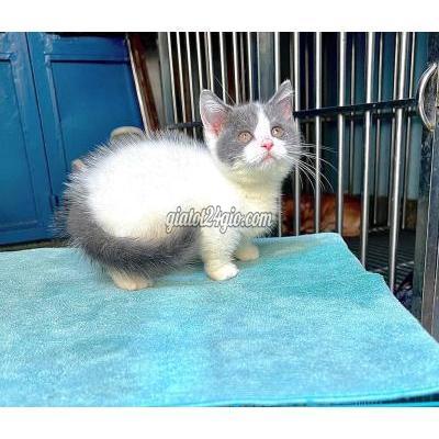 Mèo Quận 11 - Hồ Chí Minh Cái Van Lùn Mèo Quận 11 - Hồ Chí Minh Cái Van Lùn