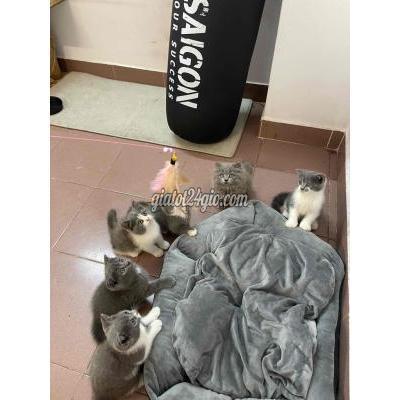 mèo quận bình tân - hồ chí minh | mèo anh lông ngắn thuần ...