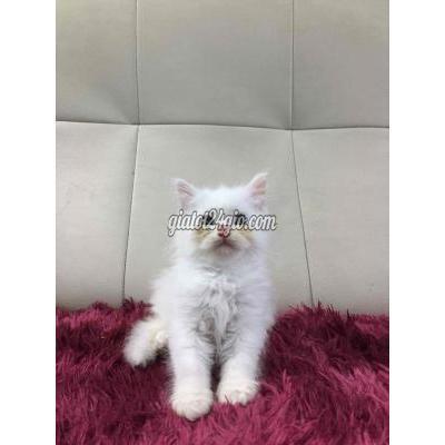 mèo thành phố thủ đức - hồ chí minh | mèo anh lông dài giá ...