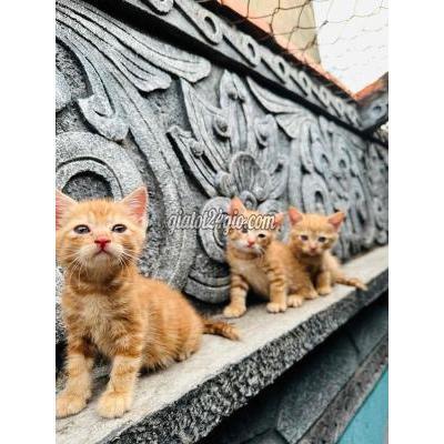 Mèo Thành Phố Thủ Đức - Hồ Chí Minh Mèo Anh Lông Ngắn Lai Mèo Thành Phố Thủ Đức - Hồ Chí Minh Mèo Anh Lông Ngắn Lai