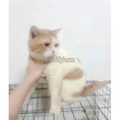 mèo quận tân bình - hồ chí minh | mèo anh lông ngắn thuần chủng bi-colour đực - ...