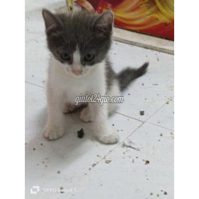 Mèo Quận Tân Phú - Hồ Chí Minh Mèo Anh 2 Tháng Tuổi Mèo Quận Tân Phú - Hồ Chí Minh Mèo Anh 2 Tháng Tuổi