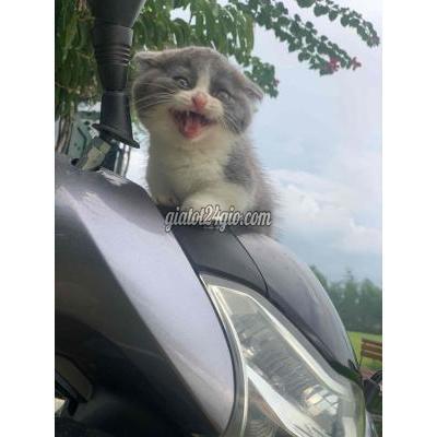 mèo quận 10 - hồ chí minh | đực munchkin tai cụp ú ...