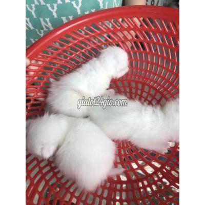 Mèo Huyện Củ Chi - Hồ Chí Minh Bày Đực Ald Thuần Phom To Đuôi Chồn Mèo Huyện Củ Chi - Hồ Chí Minh Bày Đực Ald Thuần Phom To Đuôi Chồn