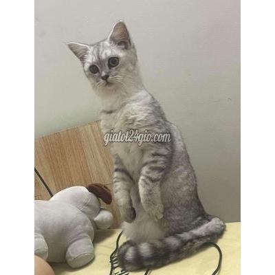 mèo quận bình thạnh - hồ chí minh | tìm chủ ...