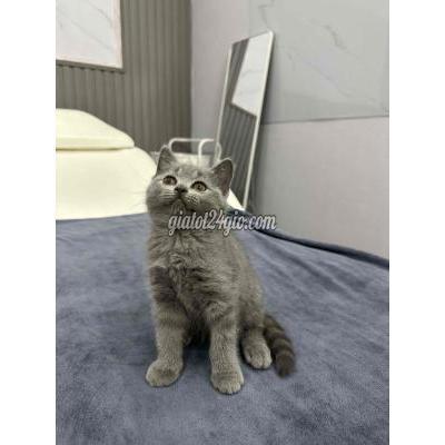 mèo quận 12 - hồ chí minh | q12_bé gái xám xanh cần tìm ba ...