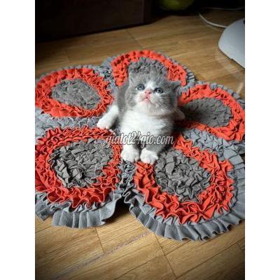 mèo quận 5 - hồ chí minh | đực lùn thích hợp làm ...